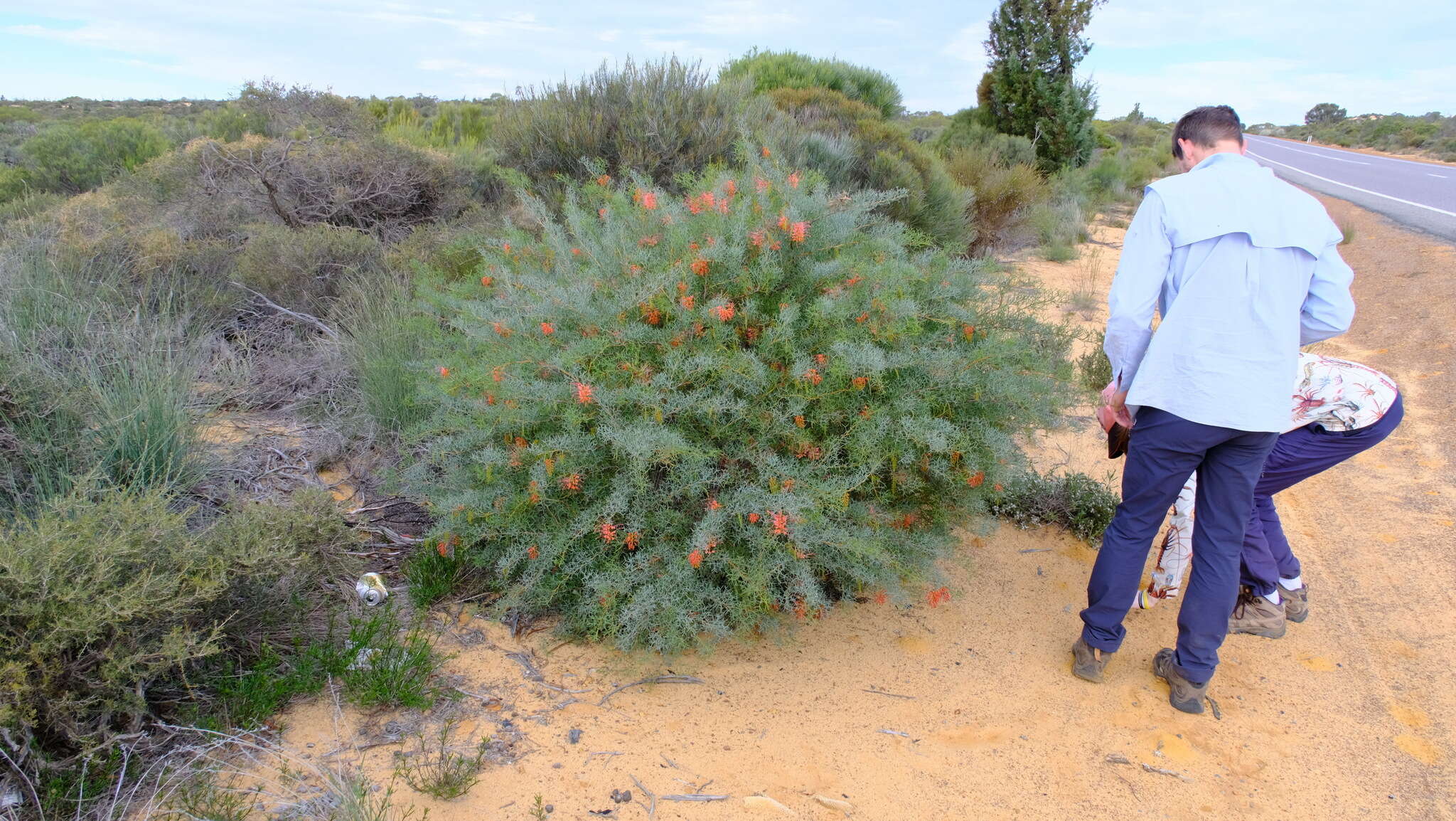 Image of Grevillea dielsiana C. A. Gardner