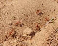 Image of Pogonomyrmex comanche Wheeler 1902