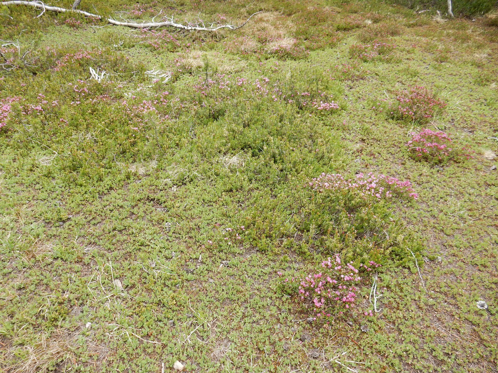 Image of Kalmia microphylla (Hook.) A. Heller