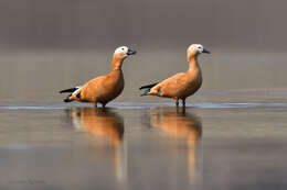 Image of Ruddy Shelduck