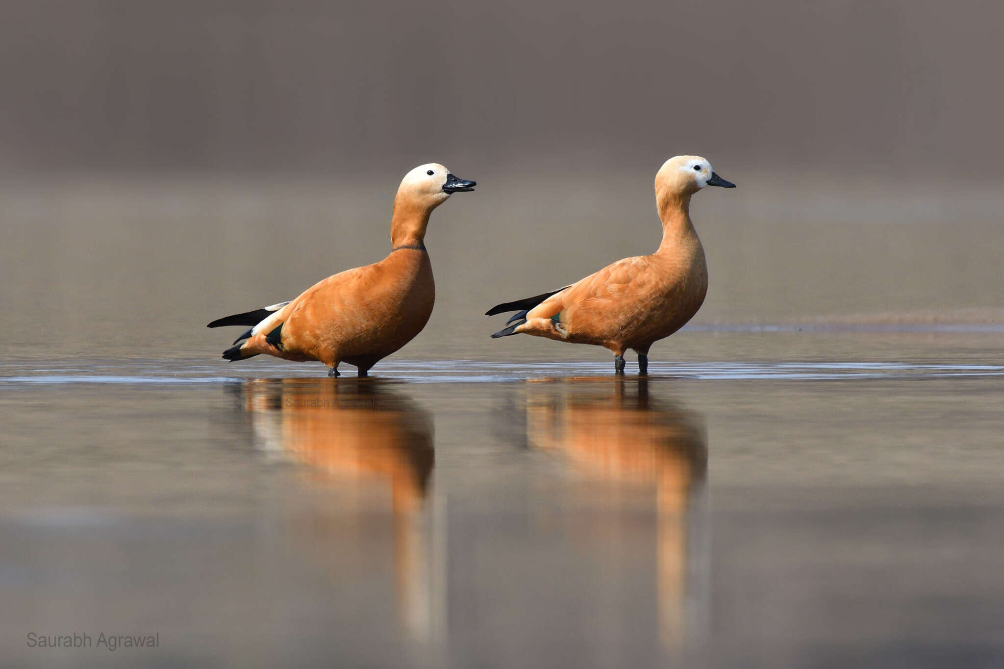 Image of Ruddy Shelduck