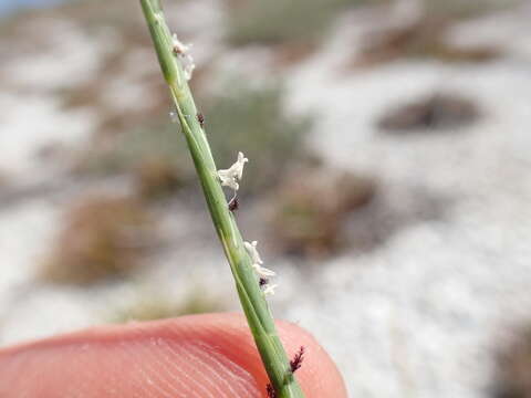 Plancia ëd Lepturus repens (G. Forst.) R. Br.