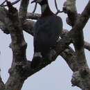 Image of Collared Imperial Pigeon