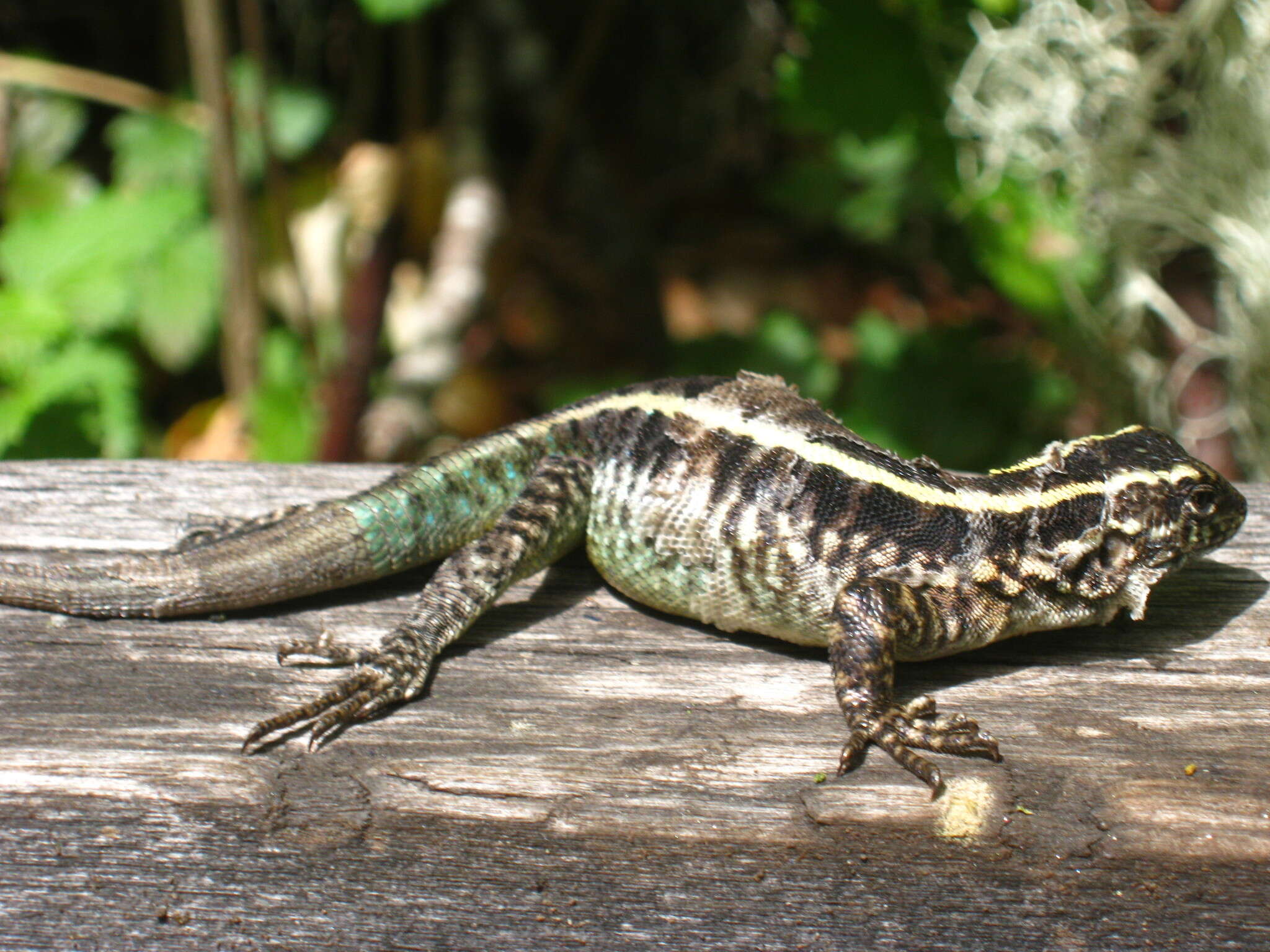 Image of Painted Tree Iguana