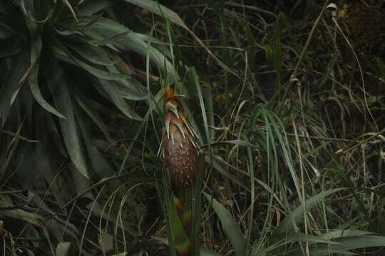 Image de Puya solomonii G. S. Varad.