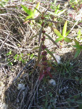 Image of Ammannia latifolia L.