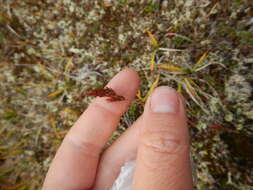 Image of Holm's reedgrass