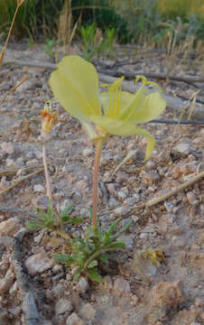 Image of showy evening primrose