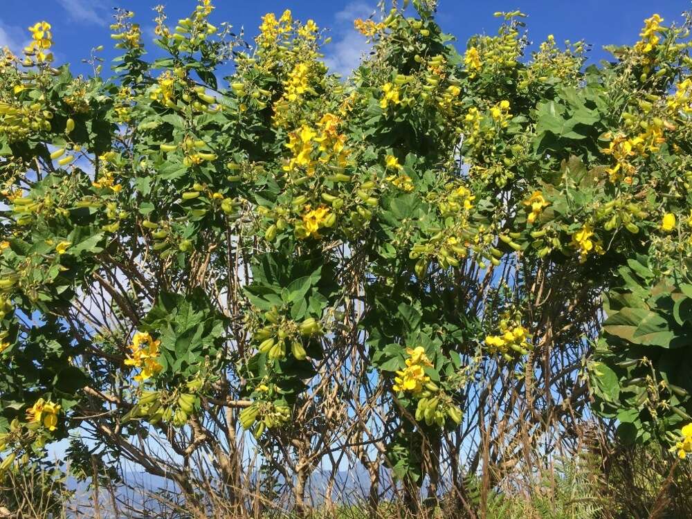 Image of Crotalaria mitchellii Benth.