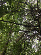 Image of Oregon Crab Apple