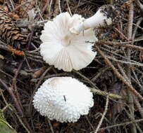 Слика од Leucoagaricus nympharum (Kalchbr.) Bon 1977