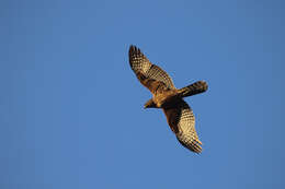 Image of Black Sparrowhawk