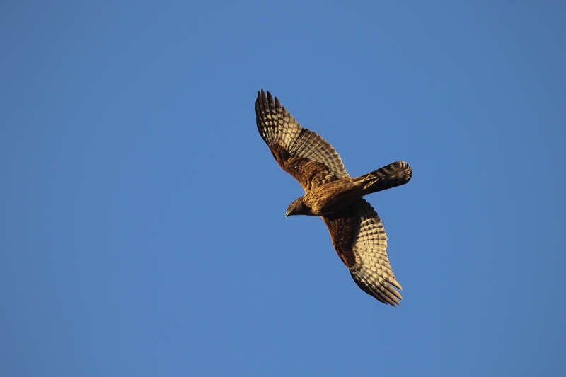 Image of Black Sparrowhawk