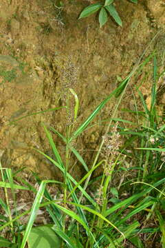 Image of Scleria terrestris (L.) Fassett