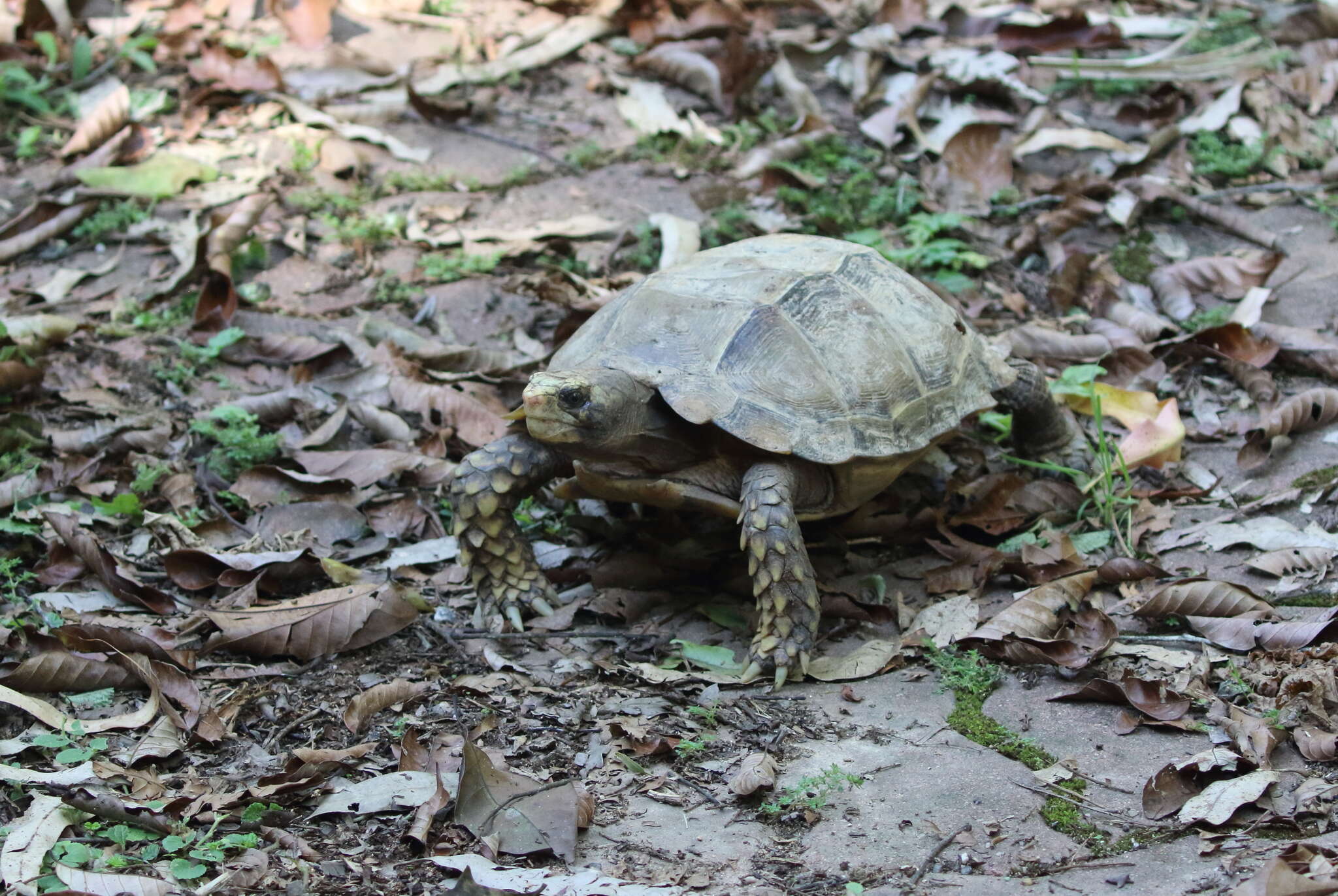 Image of Impressed Tortoise