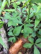 Image of Sanicula canadensis var. canadensis