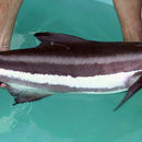 Image of Black King Fish