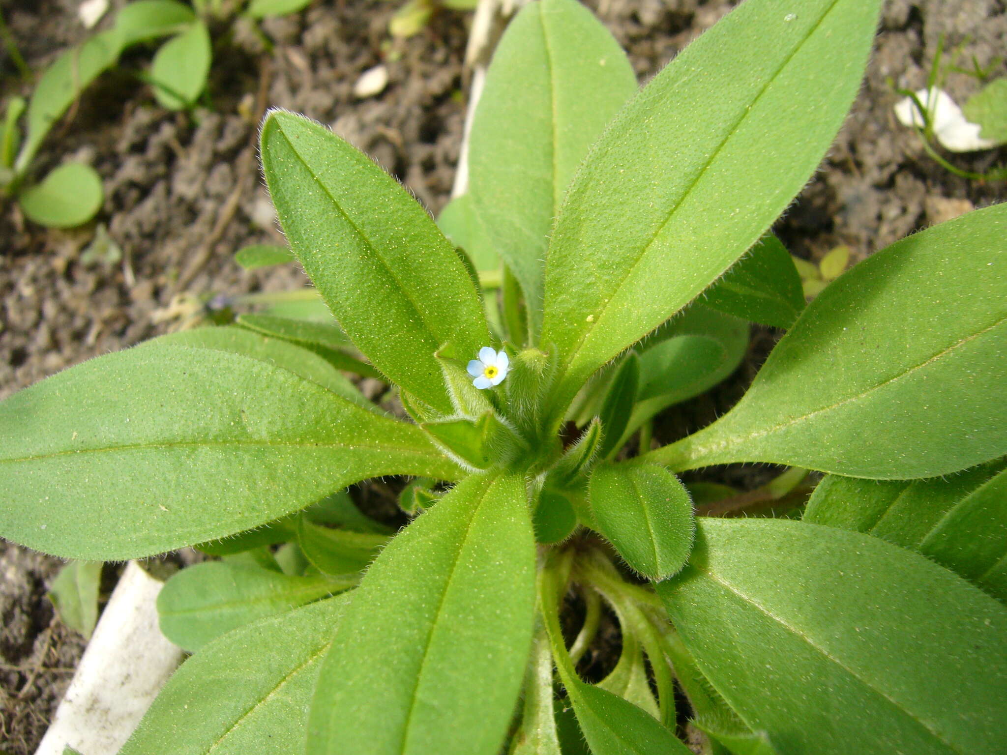 Image of Myosotis sparsiflora Pohl