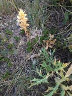 Image of Orobanche amethystea Thuill.