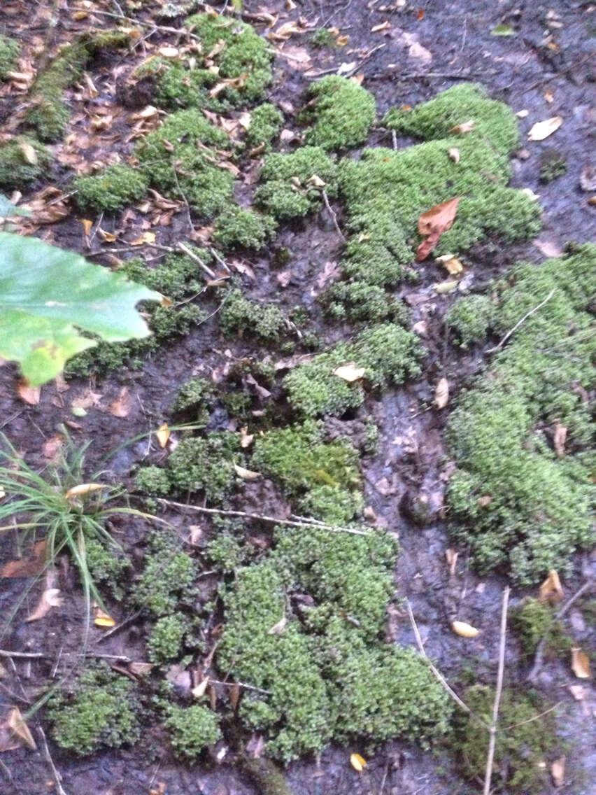 Image of Appalachian rhizomnium moss