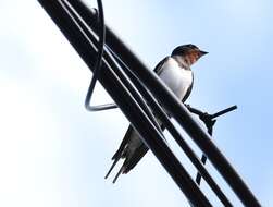 Image of Hirundo rustica gutturalis Scopoli 1786