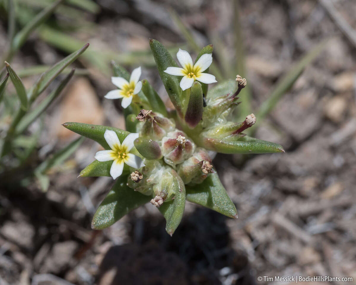 Image of Small-Flower Starlet