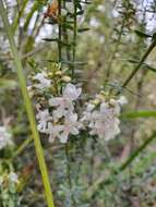 Image de Westringia rubiifolia R. Br.