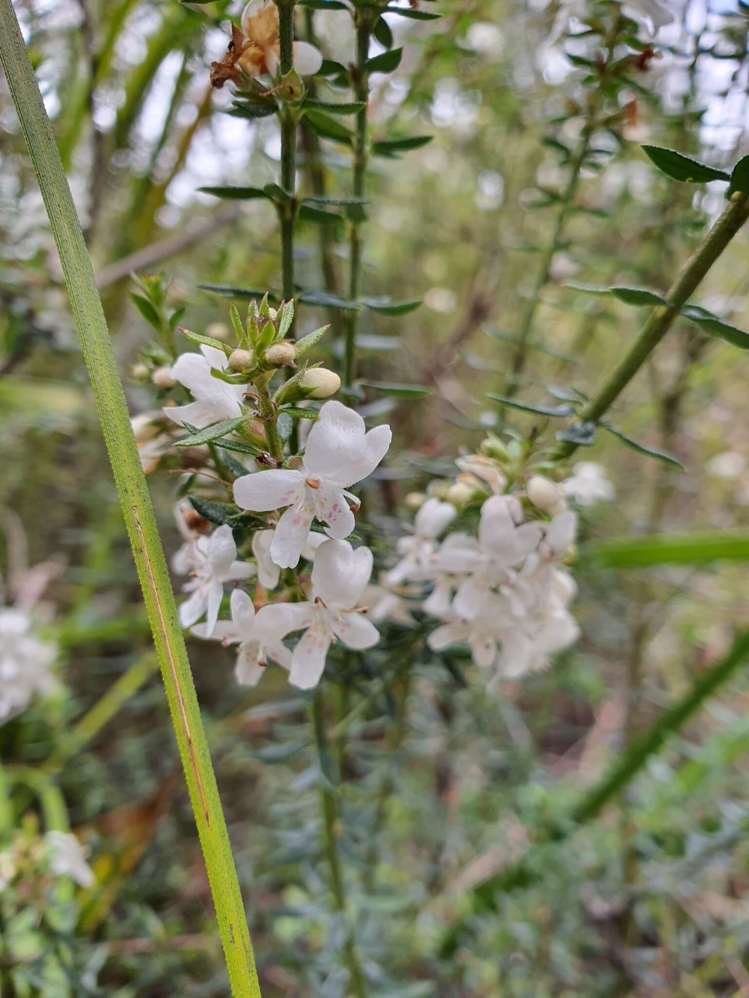 Image de Westringia rubiifolia R. Br.