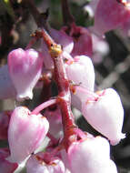 Sivun Arctostaphylos stanfordiana Parry kuva