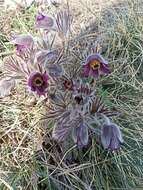 Image of Pulsatilla pratensis subsp. hungarica Soó