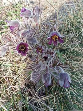 Imagem de Pulsatilla pratensis subsp. hungarica Soó