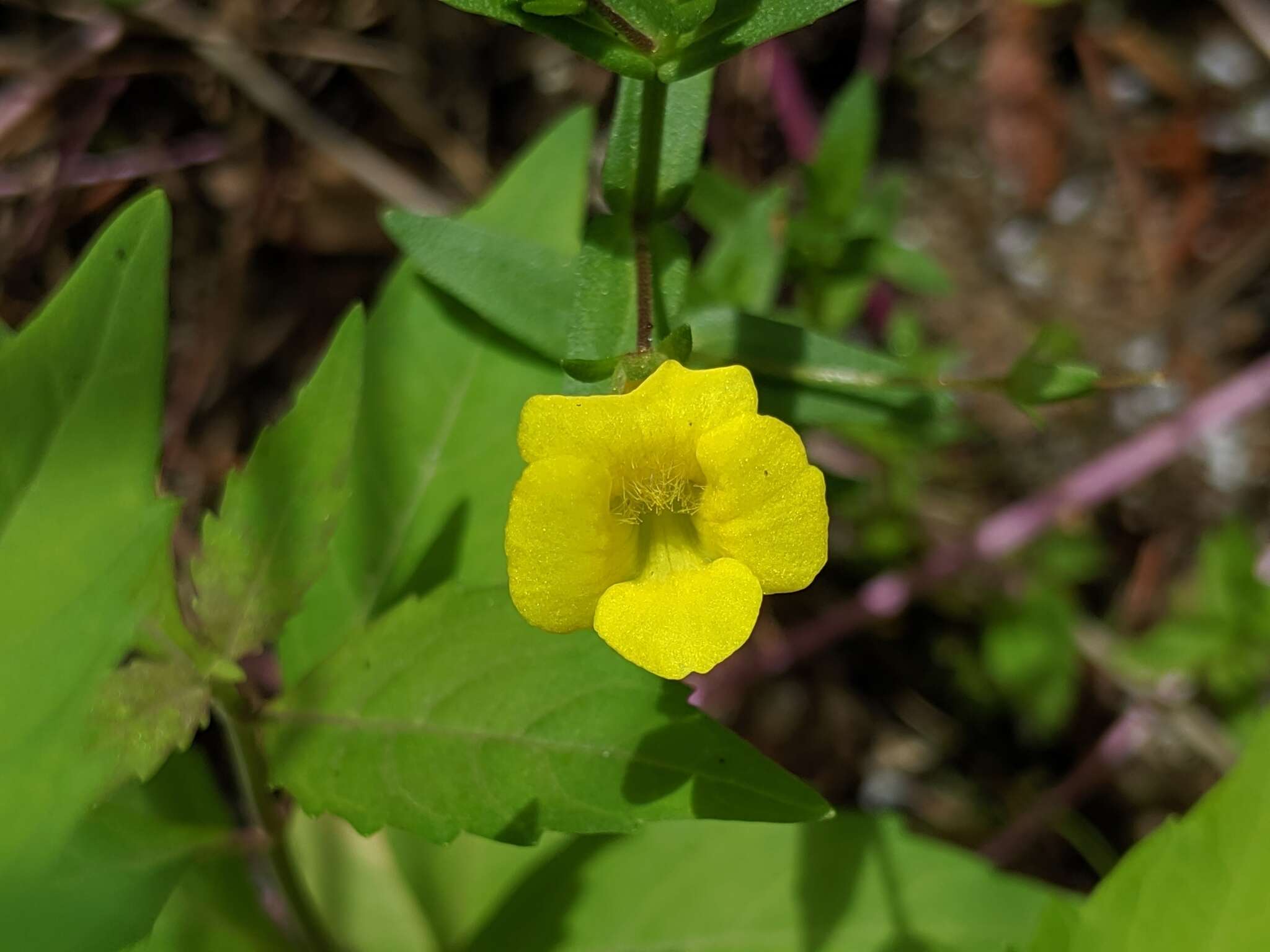 Image of Golden Hedge-Hyssop