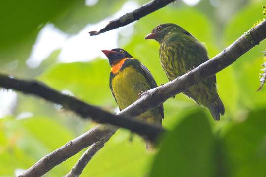 Image of Orange-breasted Fruiteater