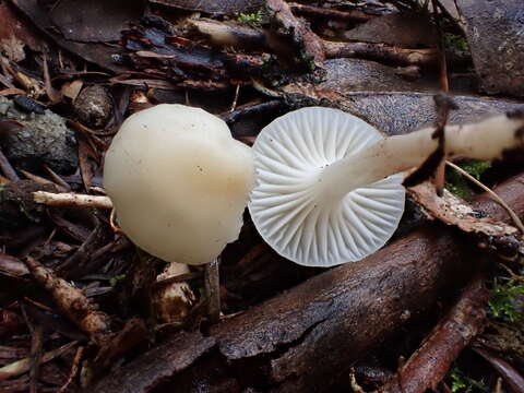 Image of Hygrocybe rodwayi (Massee) A. M. Young 1997