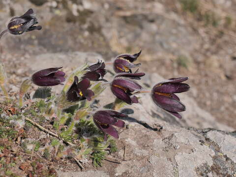 Imagem de Pulsatilla rubra (Lam.) Delarbre