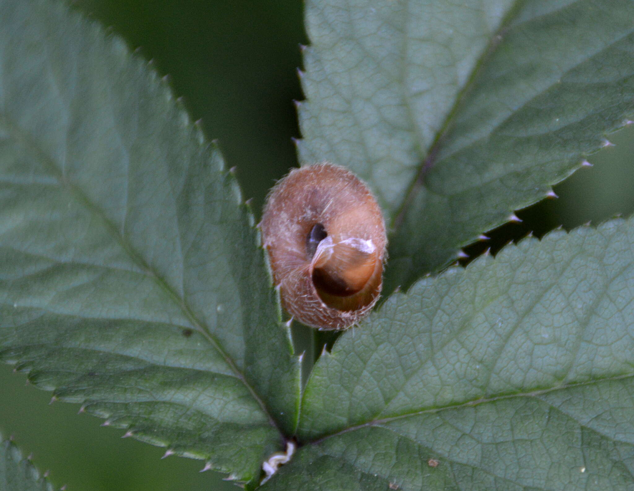 Image of Furry Hair Snail