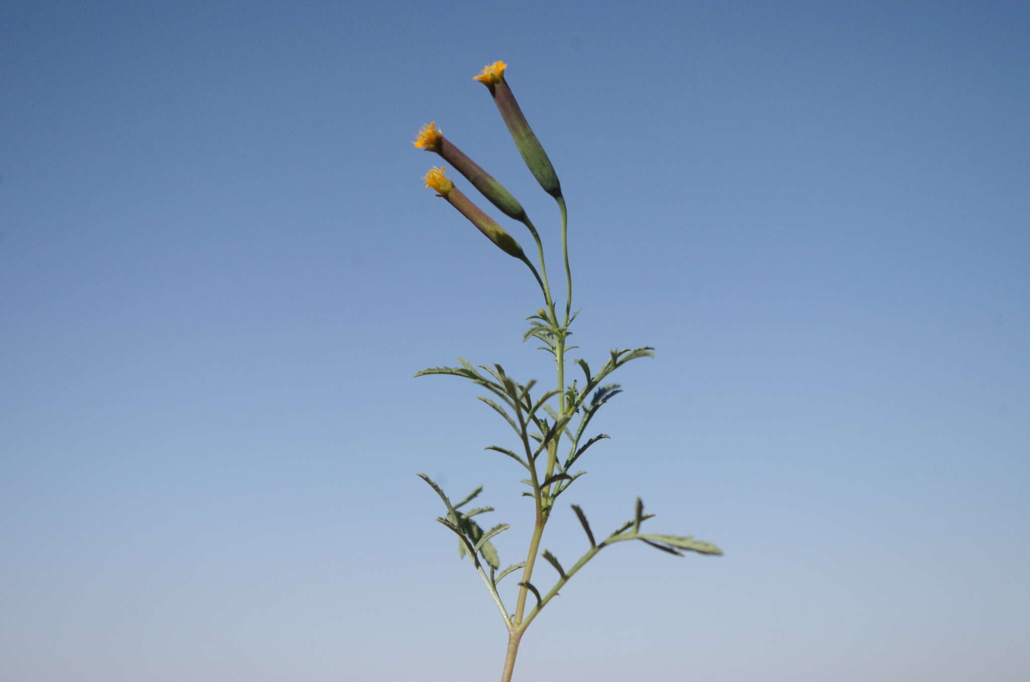 Tagetes multiflora Kunth resmi