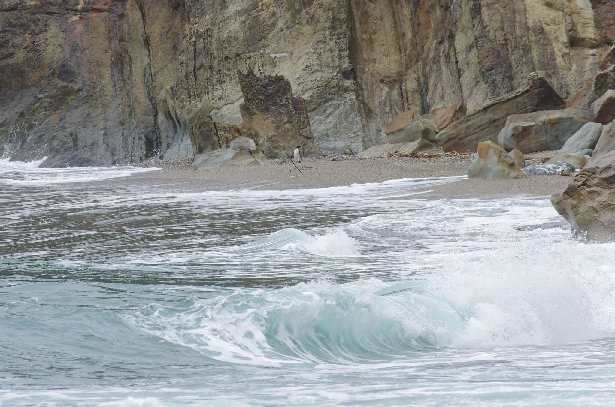 Image of Fiordland Crested Penguin