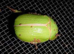 Image of Granny Smith Beetle