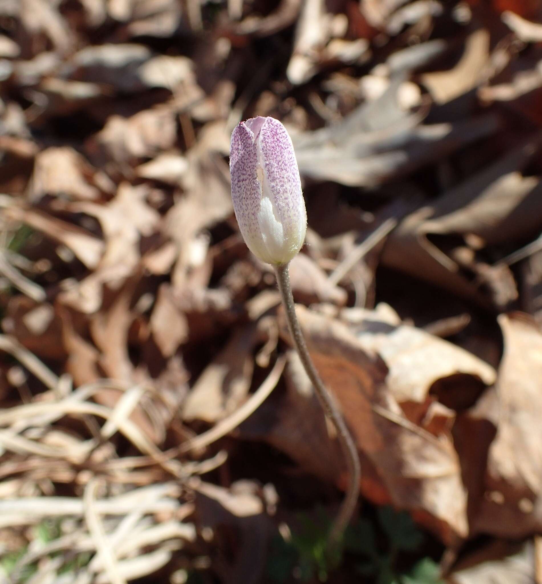 Image of Carolina anemone