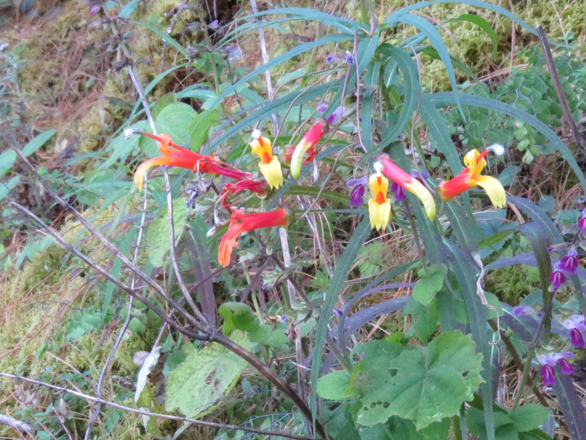 Imagem de Lobelia laxiflora Kunth