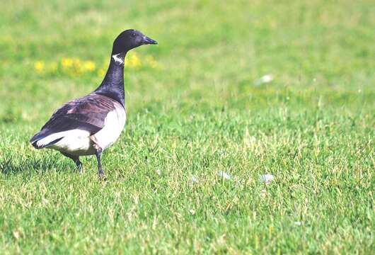 Image of Brant Goose