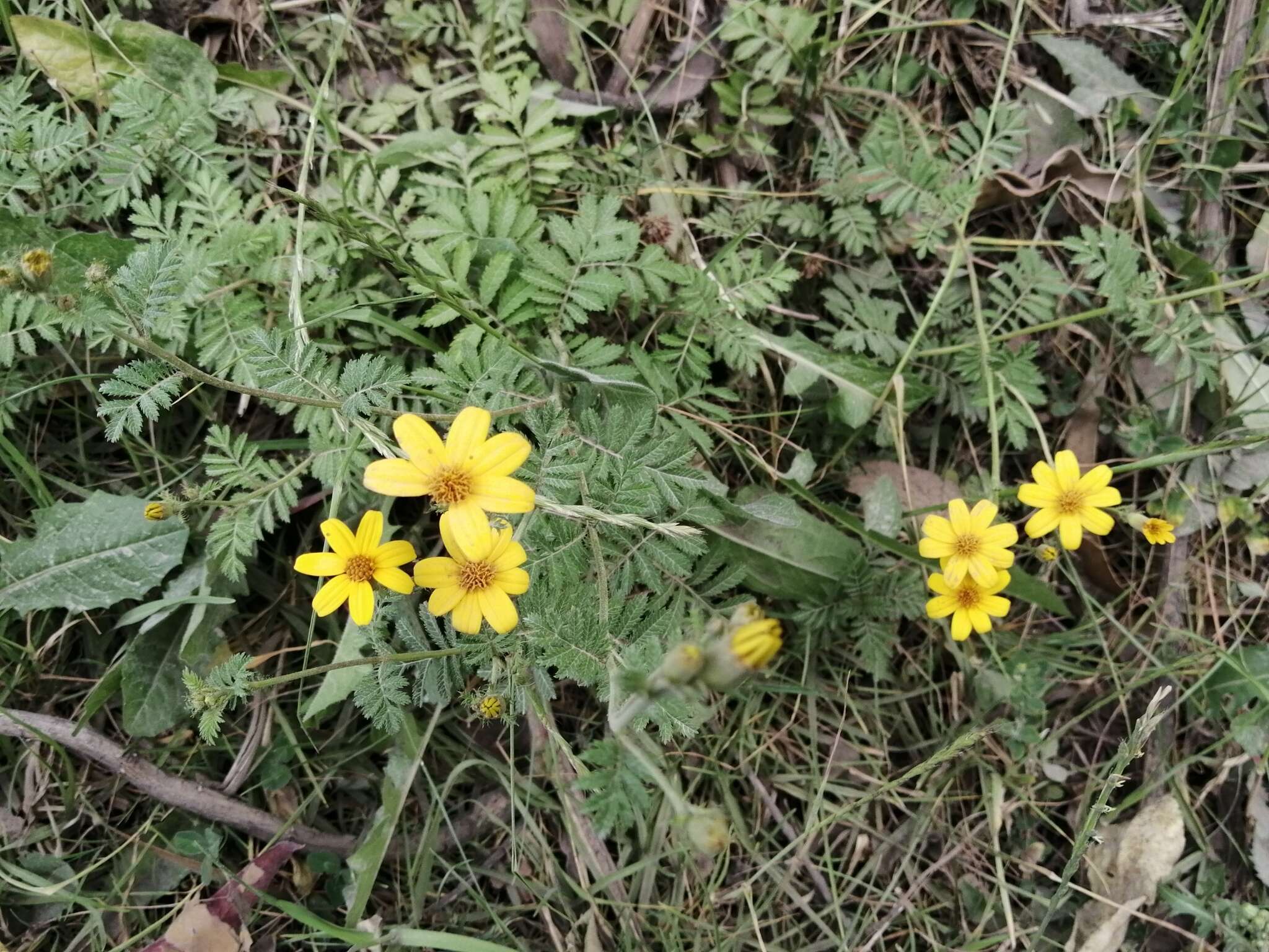 Tagetes zypaquirensis Humb. & Bonpl. resmi