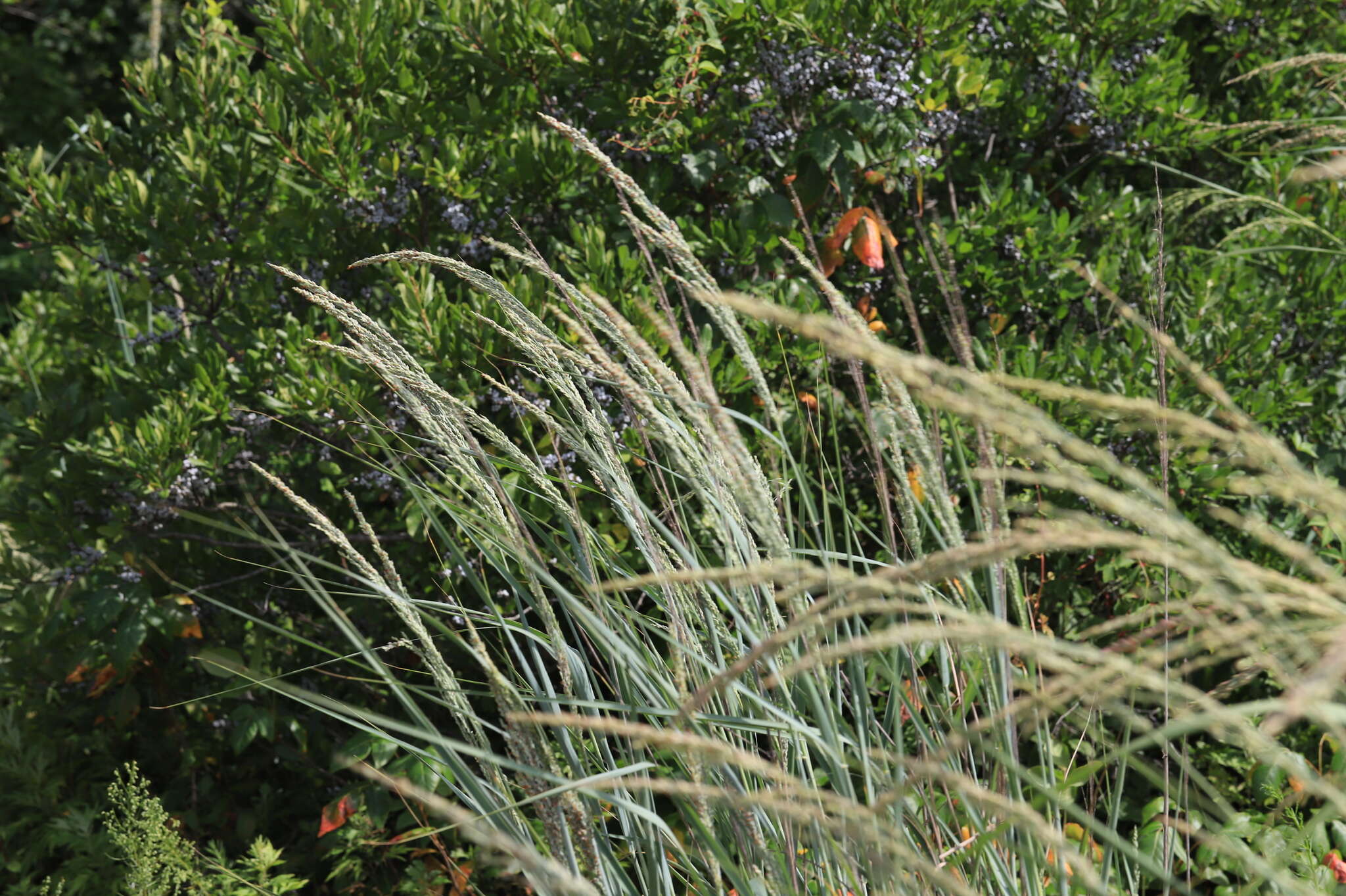 Panicum amarum Elliott resmi