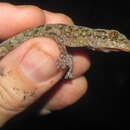 Image of Botel Gecko