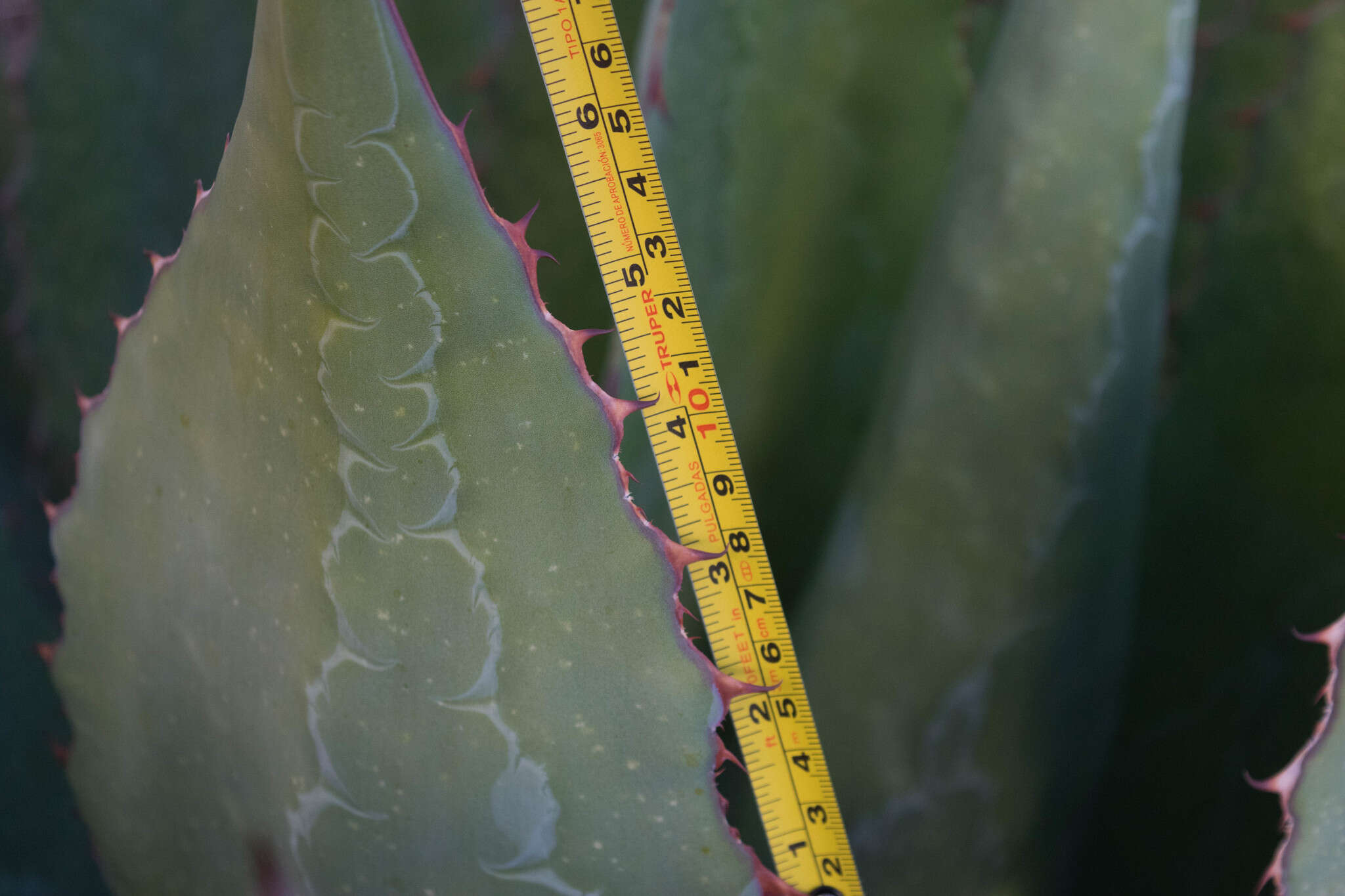 Слика од Agave maximiliana var. katharinae (A. Berger) Gentry