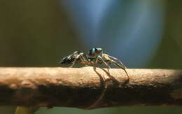 Image of Sea-green Northern Jumper