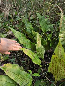 Image of Neocheiropteris ovata (Wall. ex Hook. & Grev.) Fraser-Jenkins