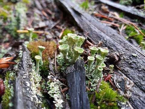 Image of cup lichen