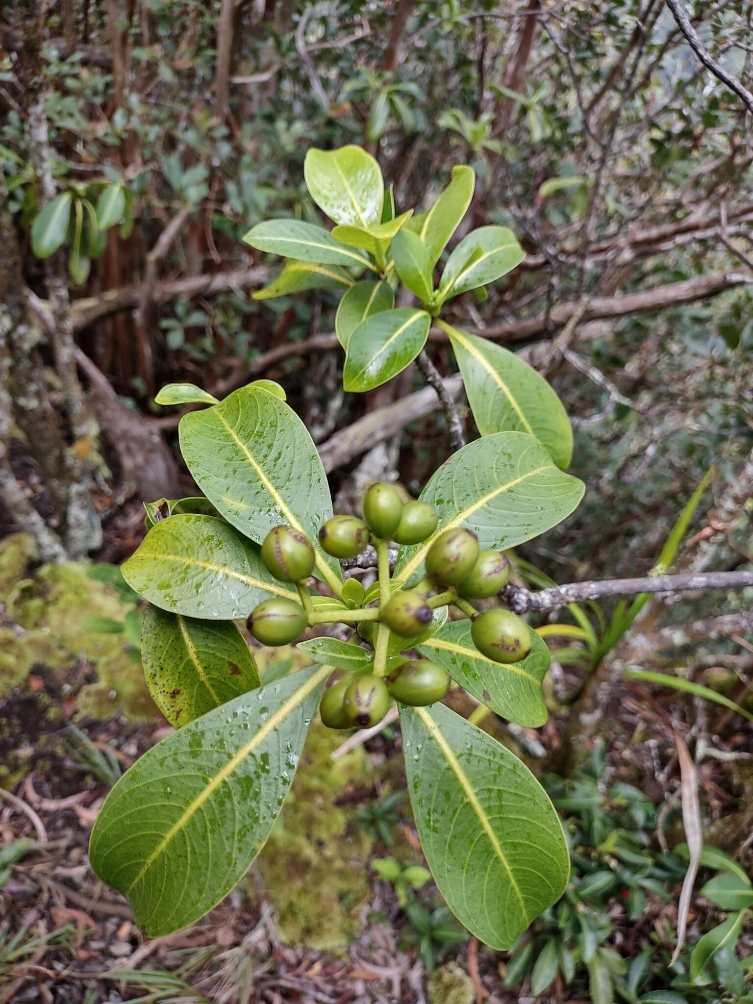 Image of forest wild coffee